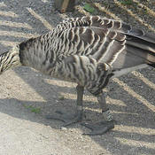 Hawaiian Goose